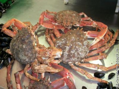 L'araign&eacute;e de mer