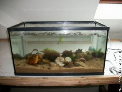 Un aquarium de classe
